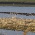 Вода угрожава куће и њиве