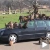 Мајмунска посла