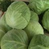 Глогоњски купус на европској трпези