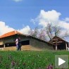 Козе нема ко да чува