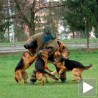 Дресура паса за специјалне задатке 