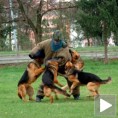 Дресура паса за специјалне задатке 