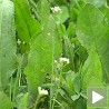 Добре биљке расту на Гочу 