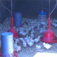Крадљивци не бирају плен