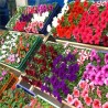 Сајам цвећа у Чачку