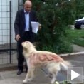 Коме је крив ретривер? 