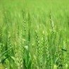 Ратари стрепе од откупне цене