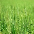 Ратари стрепе од откупне цене