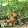 Заједно лакше до страног тржишта