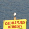 Напад на рибочувара