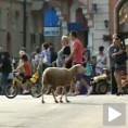 Овца штрајкбрехер