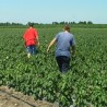 Дан пољопривредника у Панчеву