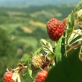 Органске малине из Шљивове 