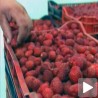 Сусрети малинара у Куршумлији 