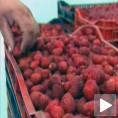 Сусрети малинара у Куршумлији 