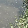 Пречишћавање отпадних вода