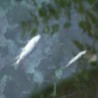 Помор рибе последица небриге