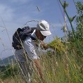Лековито биље Старе планине 