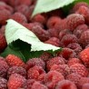 Малинари сутра у Београду