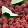 Малинари сутра у Београду
