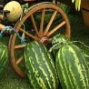 Празник бостана у Идвору