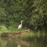 Скривене чари градске шуме 
