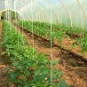 Цене угрожавају производњу поврћа