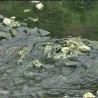 Мртва река Блаташница