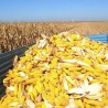 Довољно кукуруза упркос суши