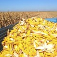 Довољно кукуруза упркос суши
