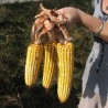 Добар положајник, добра и година