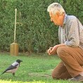 Врана кућни љубимац