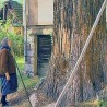 Стол у хладу секвоје