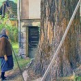 Стол у хладу секвоје