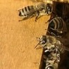 Драгоцена банатска жута пчела 