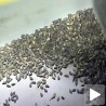 Квалитетно семе за веће приходе