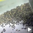 Квалитетно семе за веће приходе