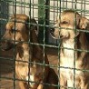 Проширено прихватилиште за псе
