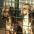 Проширено прихватилиште за псе