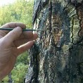 Древни сневач из Вучја