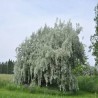 (Не)обично о биљкама: Биљке у народној поезији
