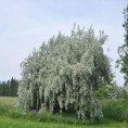 (Не)обично о биљкама: Биљке у народној поезији