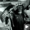 Угинуо Чита из филмова о Тарзану