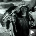 Угинуо Чита из филмова о Тарзану