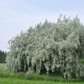(Не)обично о биљкама
