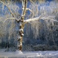 Албум „Свакодневне песме за окрепљење душе”