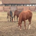 Шабачки Хиподром најбољи у окружењу