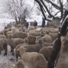 Фарма оваца без струје