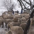 Фарма оваца без струје