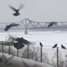Шабачка разгледница
